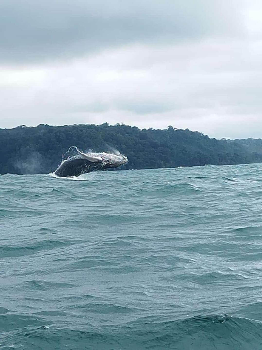 Bella Vista Corcovado Hotel Drake Bay Luaran gambar